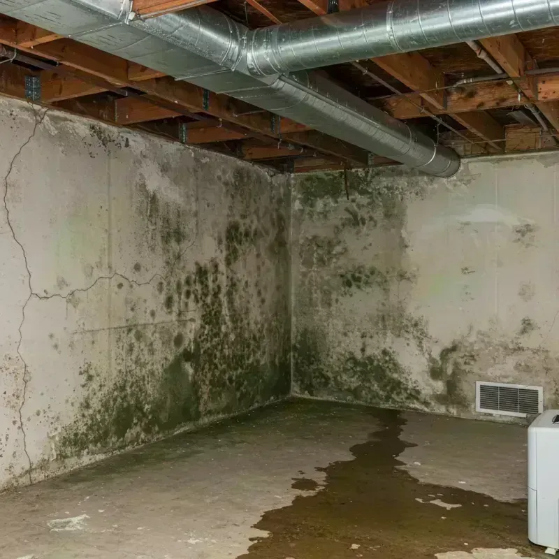 Professional Mold Removal in Greenwood Village, CO